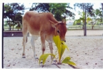 vaches 2.jpg